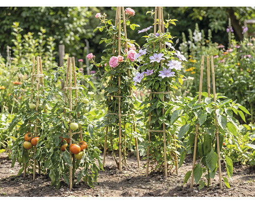 Bambus-Rankhilfen im Garten für Tomaten, Rosen, Clematis und Paprika in einer hellen, organisierten Umgebung.
