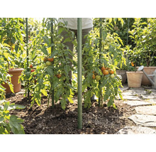 Tomatenpflanzen im Garten, gestützt durch grüne Pflanzstäbe, eingepflanzt in Erde neben einem Steinweg.