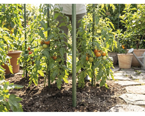 Tomatenpflanzen im Garten, gestützt durch grüne Pflanzstäbe, eingepflanzt in Erde neben einem Steinweg.