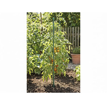 Tomatenpflanze mit Früchten an einem stabilen Pflanzstab in einem Gartenbeet.