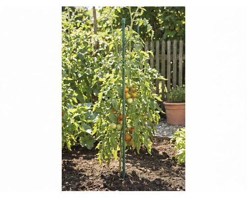 Tomatenpflanze mit Früchten an einem stabilen Pflanzstab in einem Gartenbeet.