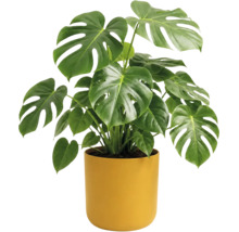 Monstera deliciosa mit großen herzförmigen Blättern mit Schlitzen in einem gelben zylindrischen Topf.