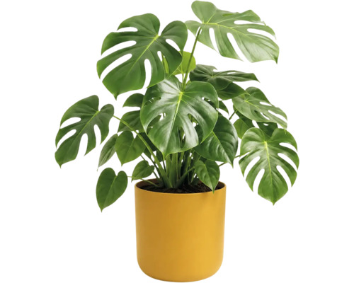 Monstera deliciosa mit großen herzförmigen Blättern mit Schlitzen in einem gelben zylindrischen Topf.