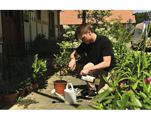 Ein Mann auf einer sonnigen Terrasse gießt Flüssigdünger aus einer Flasche in eine weiße Gießkanne neben einer Zitruspflanze im Topf.