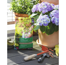Packung Manna Spezial Gartendünger auf Holzterrasse neben blühender Hortensie im Topf, Gartenwerkzeug und Handschuhen.