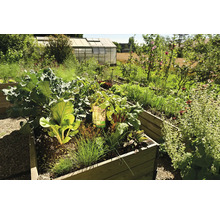 Hölzernes Hochbeet mit verschiedenen Gemüsepflanzen wie Mangold und Schnittlauch in einem hellen Garten mit Gewächshaus im Hintergrund.