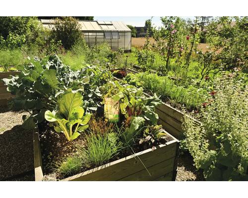Hölzernes Hochbeet mit verschiedenen Gemüsepflanzen wie Mangold und Schnittlauch in einem hellen Garten mit Gewächshaus im Hintergrund.