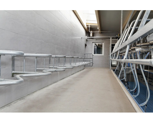 Moderner Melkstand mit Metallabtrennungen, Melktechnik und gefliesten Wänden in einem funktionalen landwirtschaftlichen Betriebsgebäude.