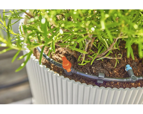 Bewässerungssystem mit Tropfer und Absperrventil in einem Blumentopf mit Rosmarin