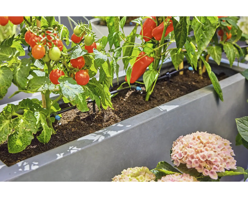 Pflanzkasten mit automatischer Tropfbewässerung für Tomaten und Paprika in einem Garten.