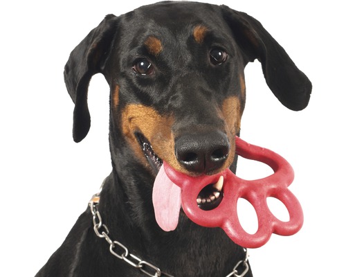Dobermann mit Hundespielzeug im Maul