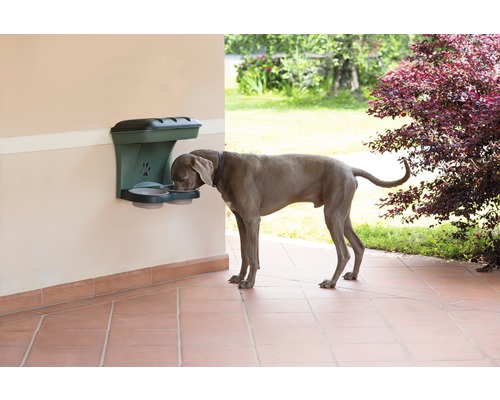 Hund frisst aus einem an der Wand montierten Futterspender im Außenbereich