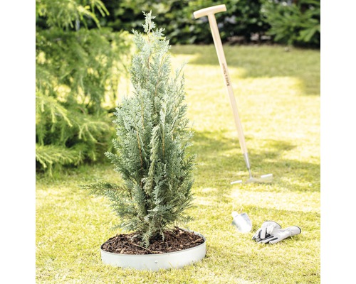 Junge Zypresse im Garten mit Gartengeräten