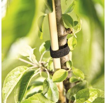 Baum mit Befestigungsband zur Stabilisierung am Stützpfosten