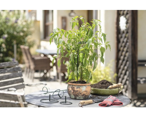 Pflanzenszene mit Paprikapflanze, Pflanzstäben, Pflanzgefäß und Gartengeräten auf einem Tisch im Freien.