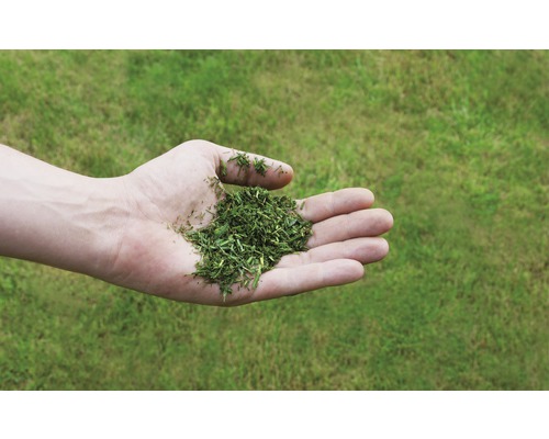 Hand hält Grasschnitt vor Rasen