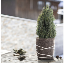 Zimmerzypresse im Topf mit Wollfilzband auf einem Holztisch