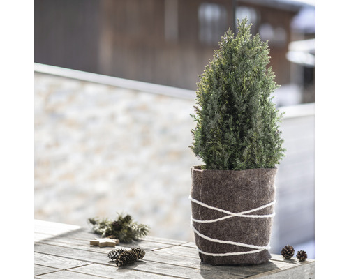 Zypresse im Filztopf auf einem Holztisch