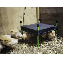 Küken unter einer Wärmeplatte im Stall