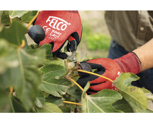 Eine Person schneidet mit einer Gartenschere eine Feige von einem Baum, geschützt durch Gartenhandschuhe.
