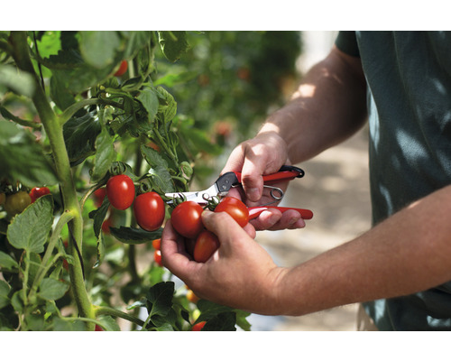 Person erntet Tomaten mit einer Gartenschere