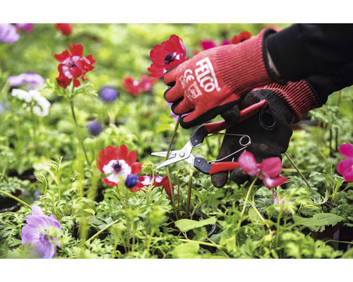 Gartenarbeit mit Gartenschere und Gartenhandschuhen zur Blumenpflege