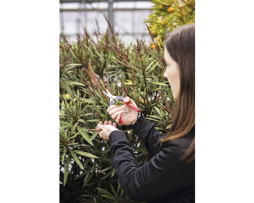 Frau schneidet mit einer Gartenschere eine Pflanze.