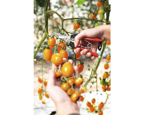Ernte von gelben Cherrytomaten mit einer Gartenschere