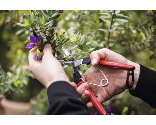 Nahaufnahme einer Person, die mit einer Gartenschere Blumen beschneidet