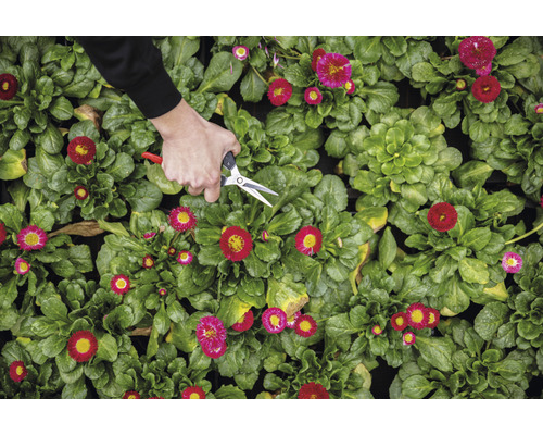 Eine Person schneidet mit einer Gartenschere Gänseblümchen.