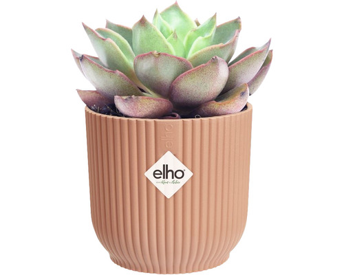 Sukkulente in einem gerillten Übertopf mit Elho Logo