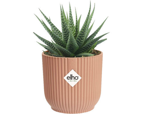 Zimmerpflanze Haworthia im Topf