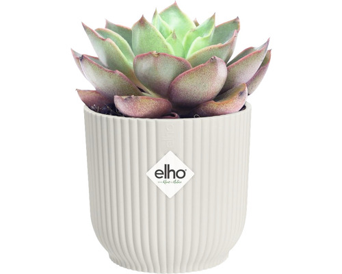 Sukkulente in geripptem Pflanztopf