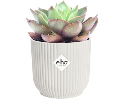 Sukkulente in geripptem Blumentopf