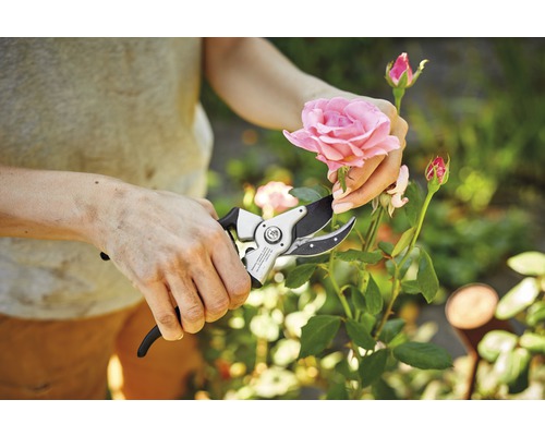 Person schneidet eine Rose mit einer Gartenschere