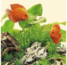 Aquariumdekoration mit Diskusfischen, Pflanzen und Steinen