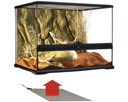 Terrarium mit zwei Bartagamen, Felsen und Pflanzen