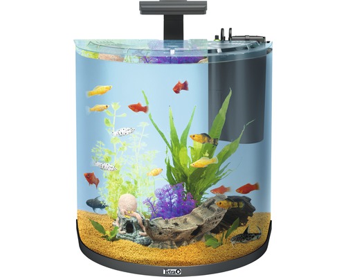 Aquarium mit Fischen und Dekoration