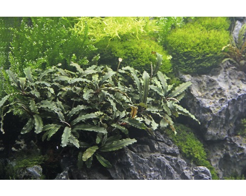 Aquarienpflanze Bucephalandra auf Stein