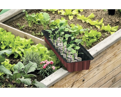 Hochbeet mit Salatpflanzen und Anzuchtschale mit Sämlingen