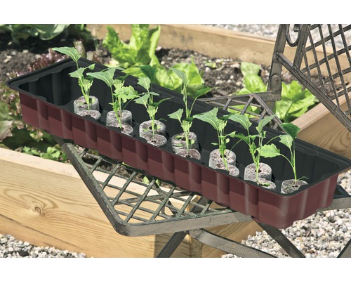 Anzuchtschale mit Anzuchttöpfen und jungen Pflanzen auf einem Stuhl