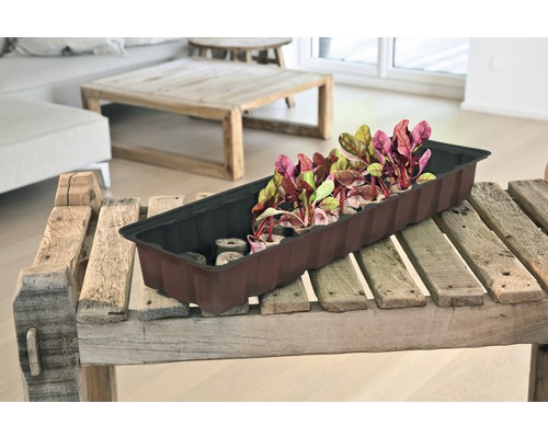 Anzuchtschale mit jungen Pflanzen auf einem Holztisch