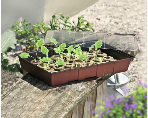 Anzuchtkasten mit Quelltöpfen und jungen Pflanzen