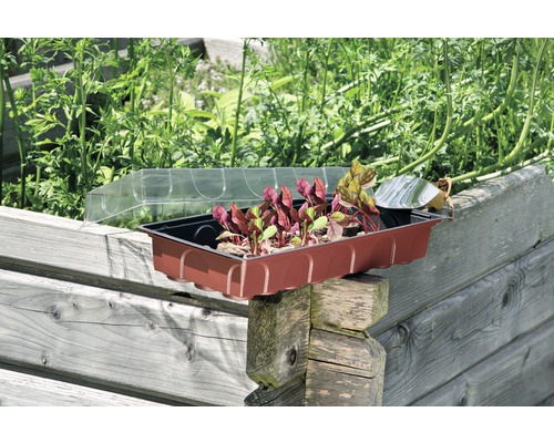 Anzuchtschale mit Pflanzen und transparentem Deckel im Garten.