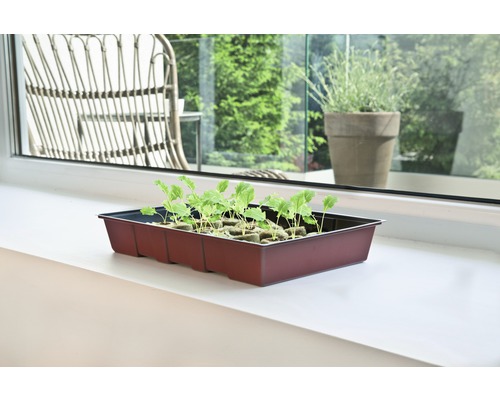 Anzuchtschale mit jungen Pflanzen auf einer Fensterbank