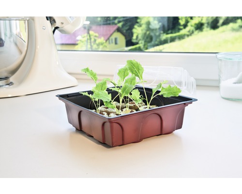 Anzuchtschale mit jungen Pflanzen auf einer Fensterbank