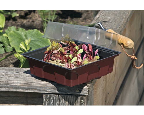 Anzuchtschale mit Abdeckung und Jungpflanzen auf einer Holzkiste