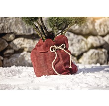Eingepflanzter Baum im Jutesack im Schnee