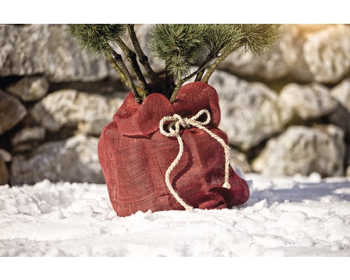 Eingepflanzter Baum im Jutesack im Schnee