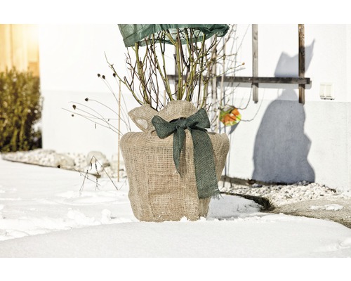 Eingepflanzter Strauch in Jute mit Schleife im Winter